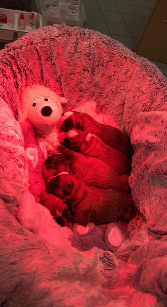 chiot Boxer Des Gardiens De La Roche Noire