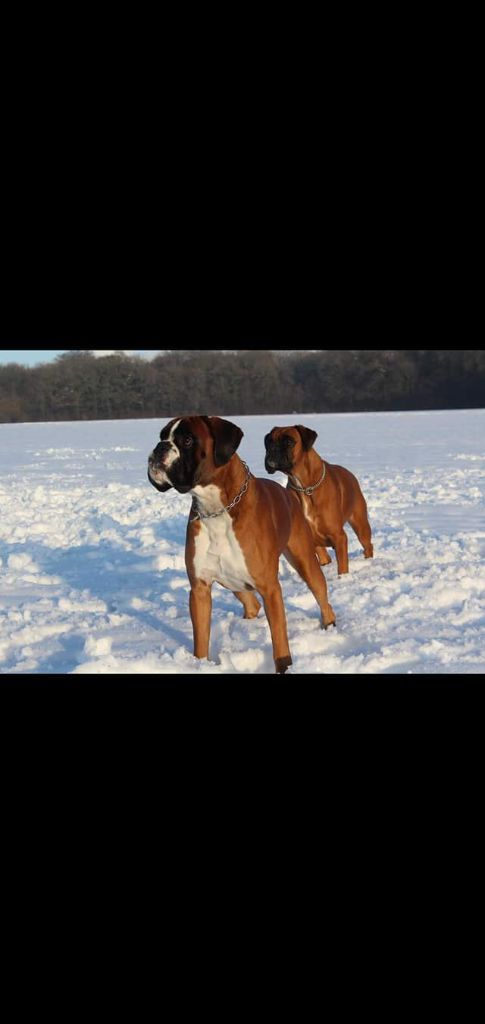 Pako et Naka dans la neige 